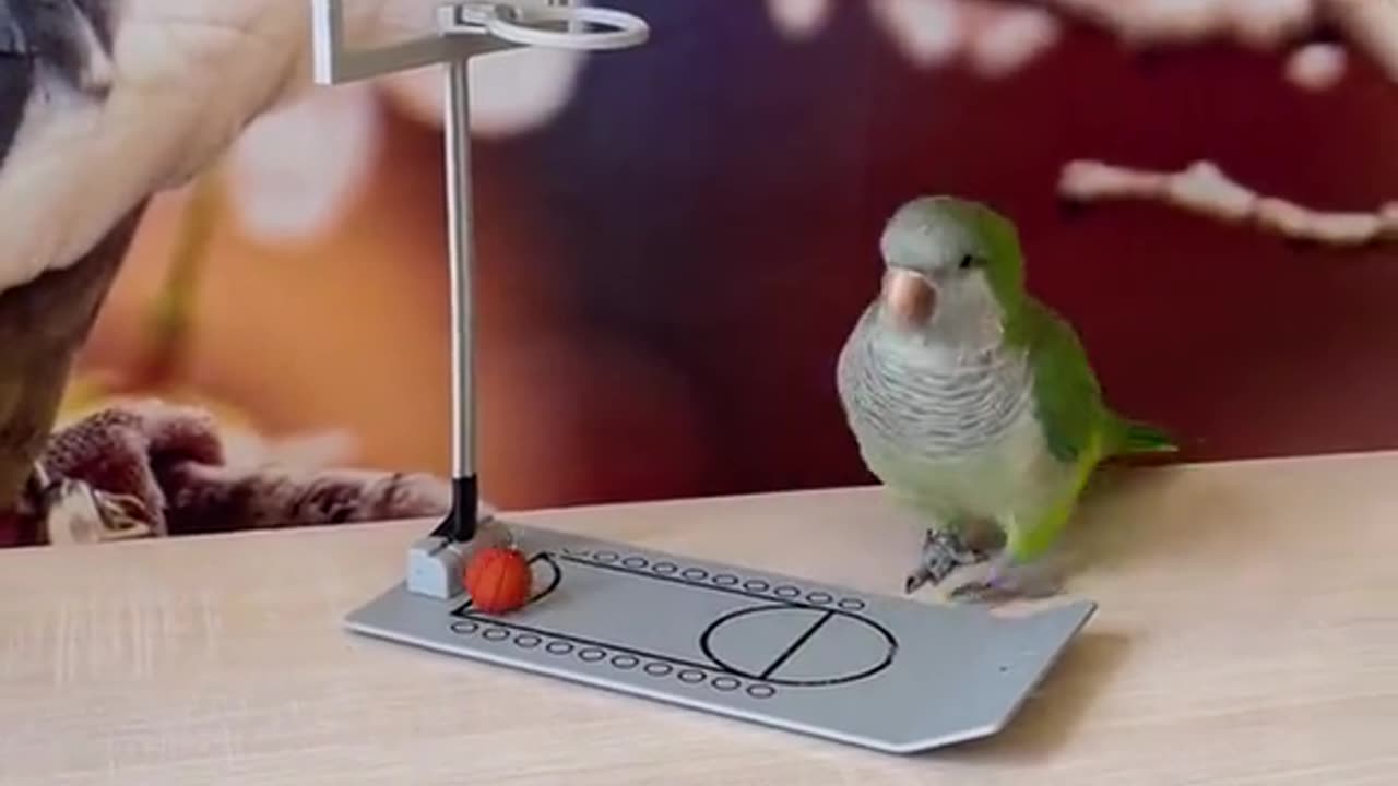 funnyanimals Video