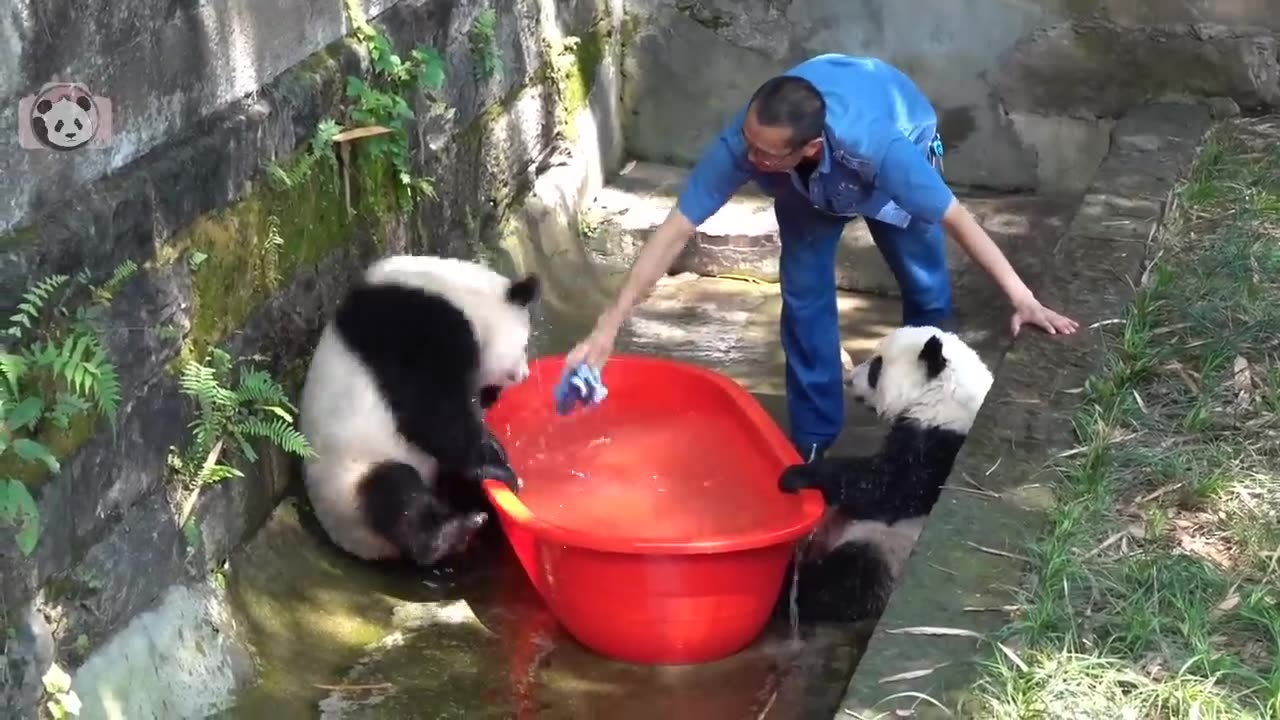 Funny Panda