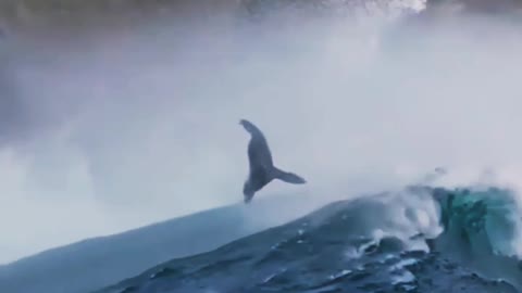 Cute animal video dolphin satisfying World best