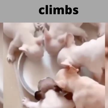 so small where he climbs