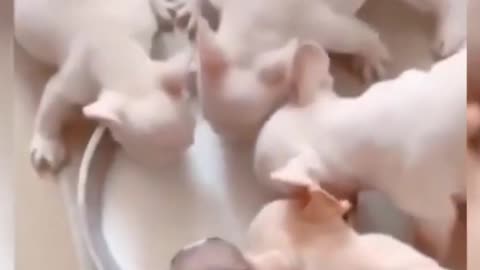 so small where he climbs