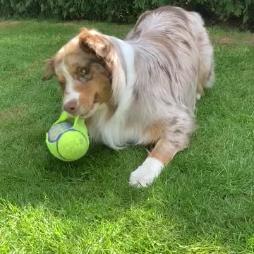 Super cute dog loves to play with his squeaky toy