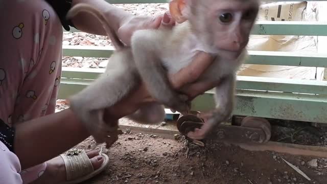 Monkey Stuck With Push Gate Rescued