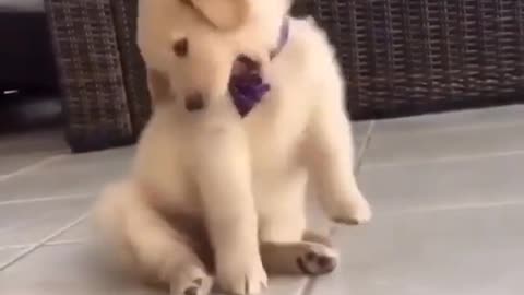 Cute dog 🐕 funny video