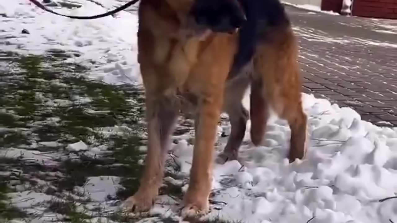 Amazing dog transformation! #animalrescue