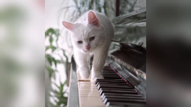 Wow Cat Play Piano