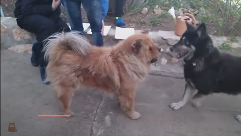 How to Introduce Two dogs 🐶 Who's Meeting for the First time!!