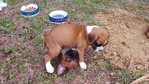 Boxer Puppies Playing Outside