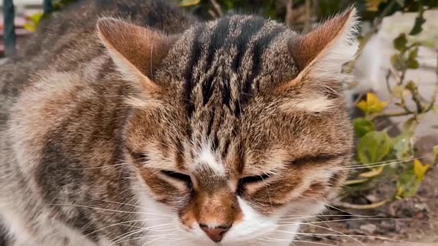 baby cat strolling