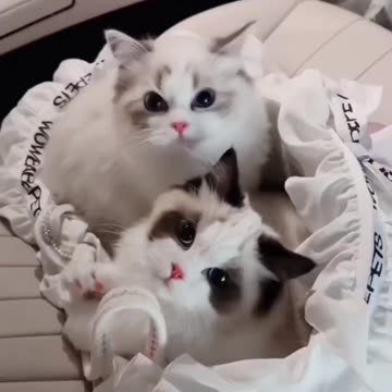 Cute Cat Video and Kittecat Cat Video