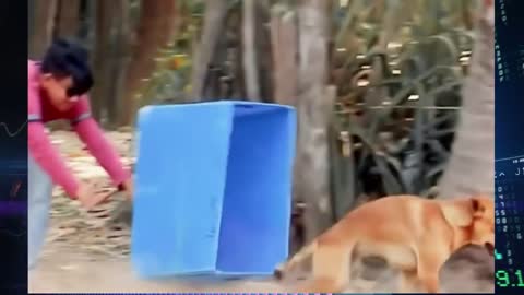 Fake Lion and Fake Tiger Prank to Dog -Troll Prank Dog Funny