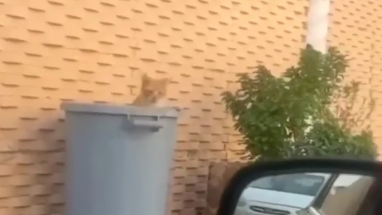 Funny Animal Videos 2024 Best Dogs And Cats Videos ๐บ๐short,viral,tiktok