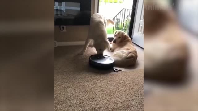 washing machine with dogs