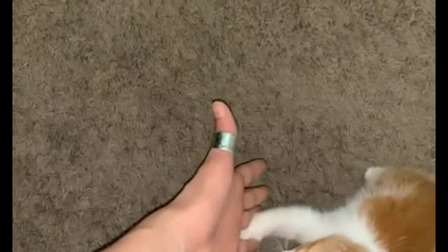 Cute and Funny Cat Videos Compilation - PART 53