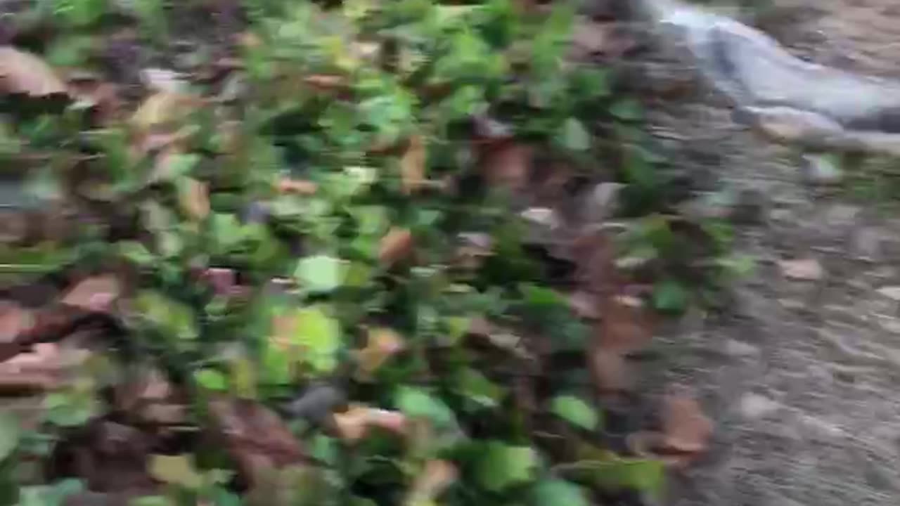 Turnip Greens Harvesting