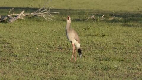 Red-legged Seriemas calling in the Brazilian Pantanal