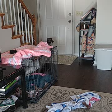 "Come" Training Fail