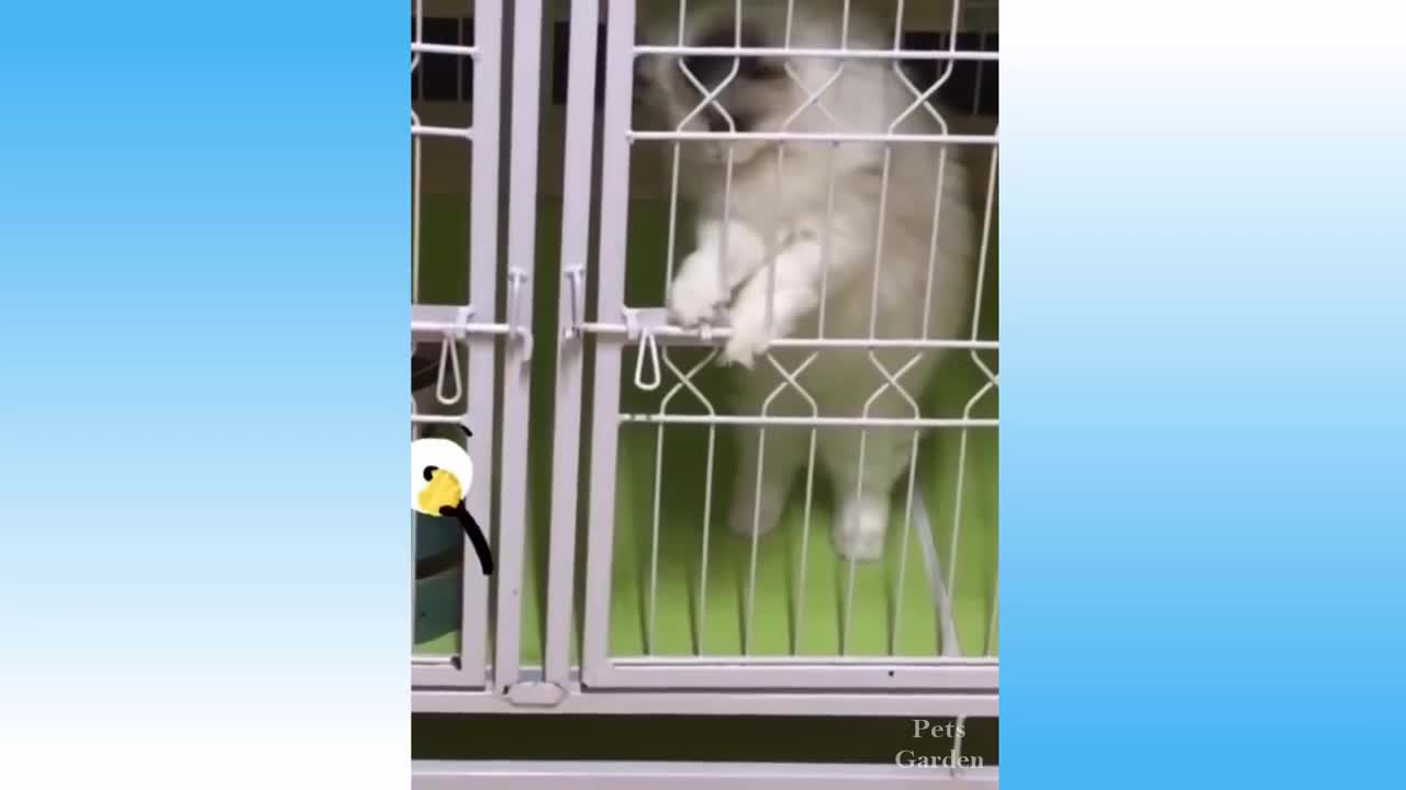 Funny Animals Compilation 8 💗 Pets Garden