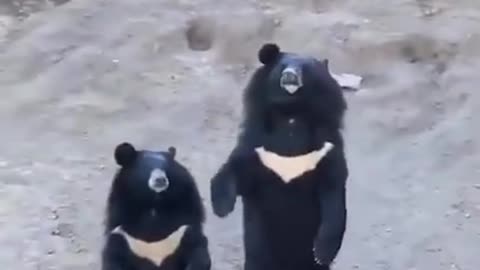 Bear waves at you - Funny Video