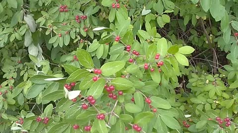 Honeysuckle