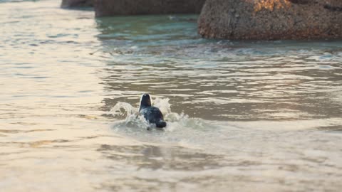 Penguins Wading into Sea