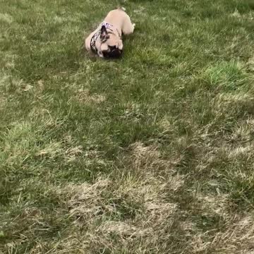 Frenchie does best army crawl