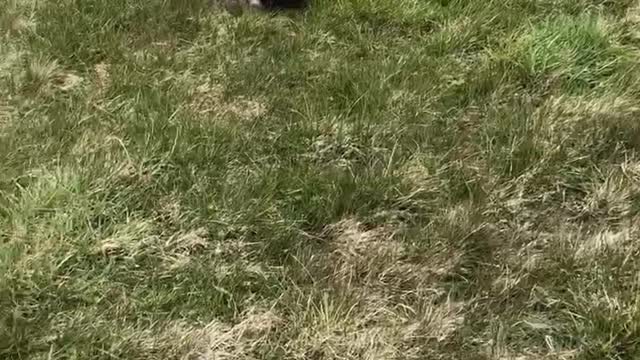 Frenchie does best army crawl