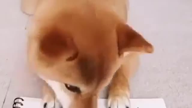 Smart Dog Playing Tic-Tac Toe || Smart Shiba Inu dog || Cute dog