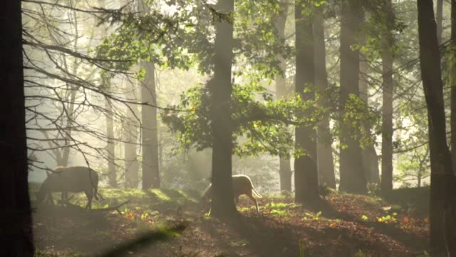 morning atmosphere in the middle of a wild forest