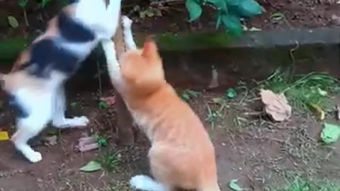 funny cats