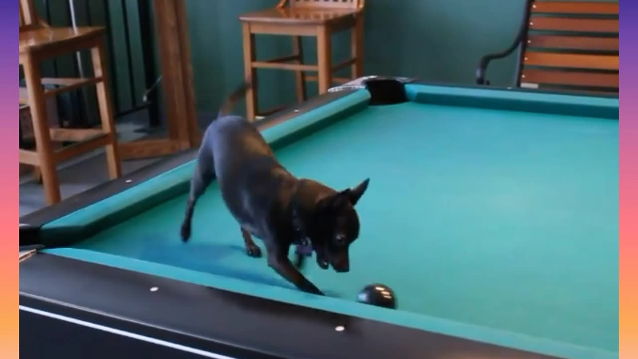 CUTE AND FUNNY CHIHUAHUA PUPPY PLAYING ON A POOL TABLE😍😍😍❤️❤️🐕🐕