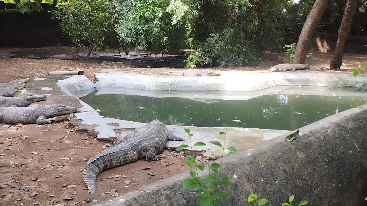 Crocodile in zoo..