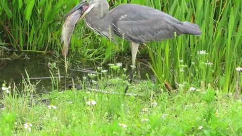 Great_Blue_Heron 2023