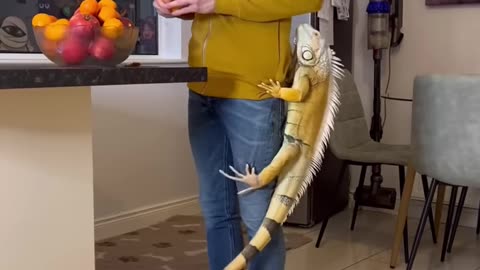 Orange ?!? #foryou #animals #pets #explore #animal #cuteanimals #lizard