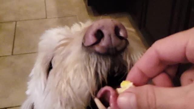 Dog gently eating egg out of my hand