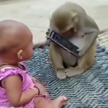 Monkey And Toddler Snatch Phones From Each Other