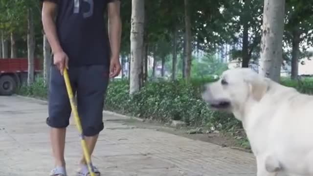 DOG SAVE BLIND MAN LIFE #SHOTS #DOGSAVE #SHOTS# BRAVE DOG