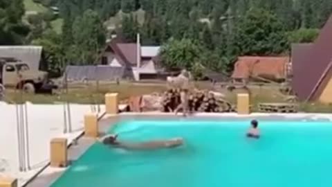 Strange cow jumps in the pool very funny
