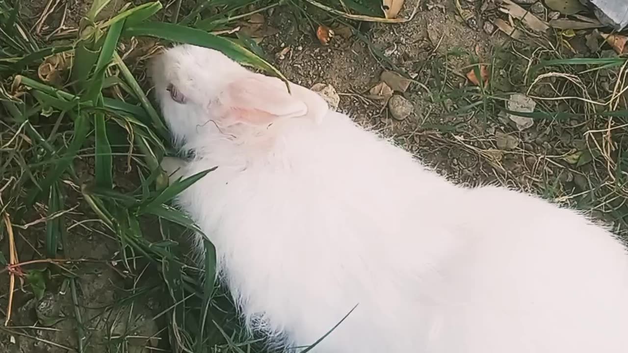 Cute bunny 🐰 black and white