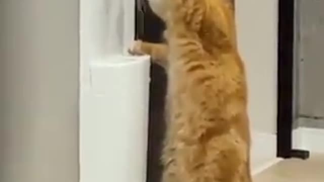 Cat beautifull😍
