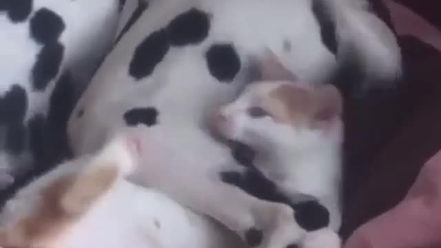 Funny cat & dog