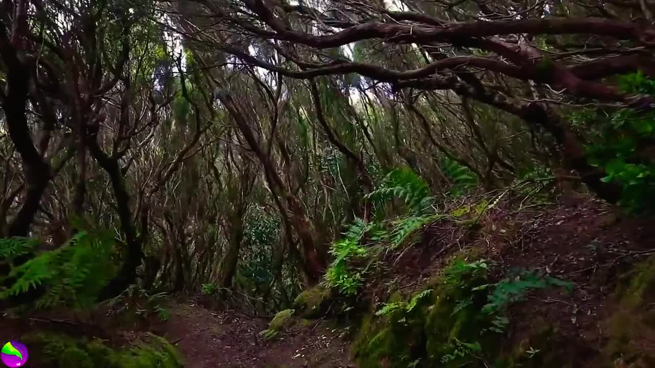 Relaxing Music | Sleeping, Meditation, Stress Relief | [685] ⭐️