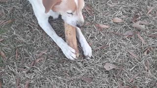 Wishbone Chewing his Bone he got for Christmas