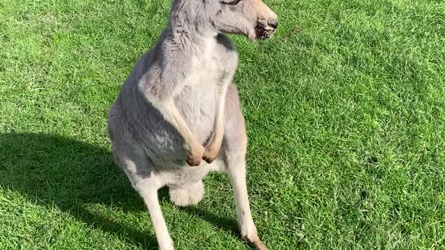 KANGAROO OF AUSTRALIA