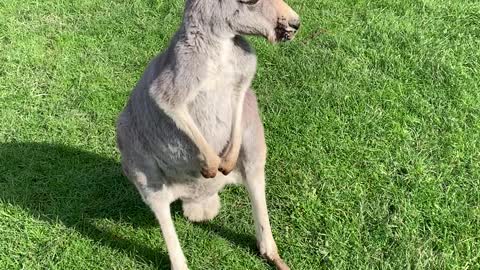 KANGAROO OF AUSTRALIA