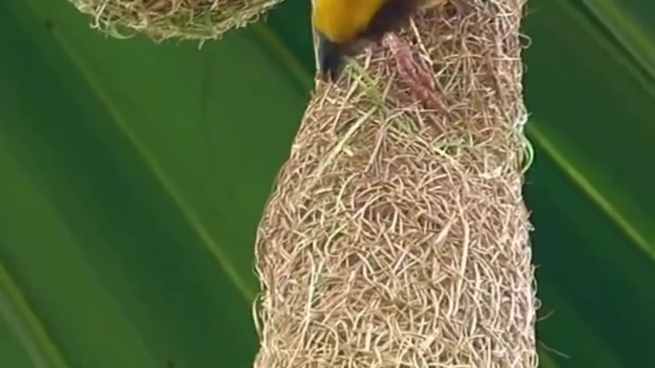 A bird 🕊️🕊️ making her house