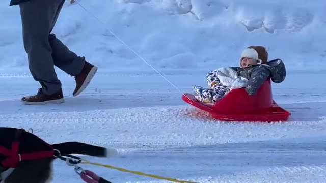 Yogi the Beagle Pulls Paralyzed Best Friend Around in a Sled