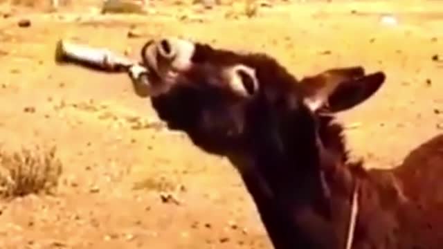 Drunker Donkey