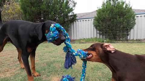 Male Vs female doberman , TUG OF WAR