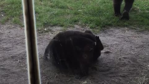 Adorable Baby Silverback Gorillas